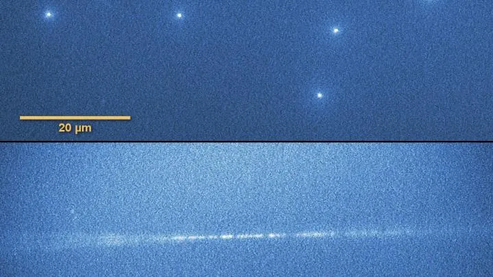 Tracks of heavy ions ‘imprinted’ in lithium fluoride crystals. At the top, spot tracks observed under a fluorescence microscope in plates perpendicular to the heavy ion beam. At the bottom, the ion tracks in the parallel oriented plate (the blurring at both ends of the trace is an artefact of the depth of focus of the microscope). Artificial colours. (Source: IFJ PAN)
