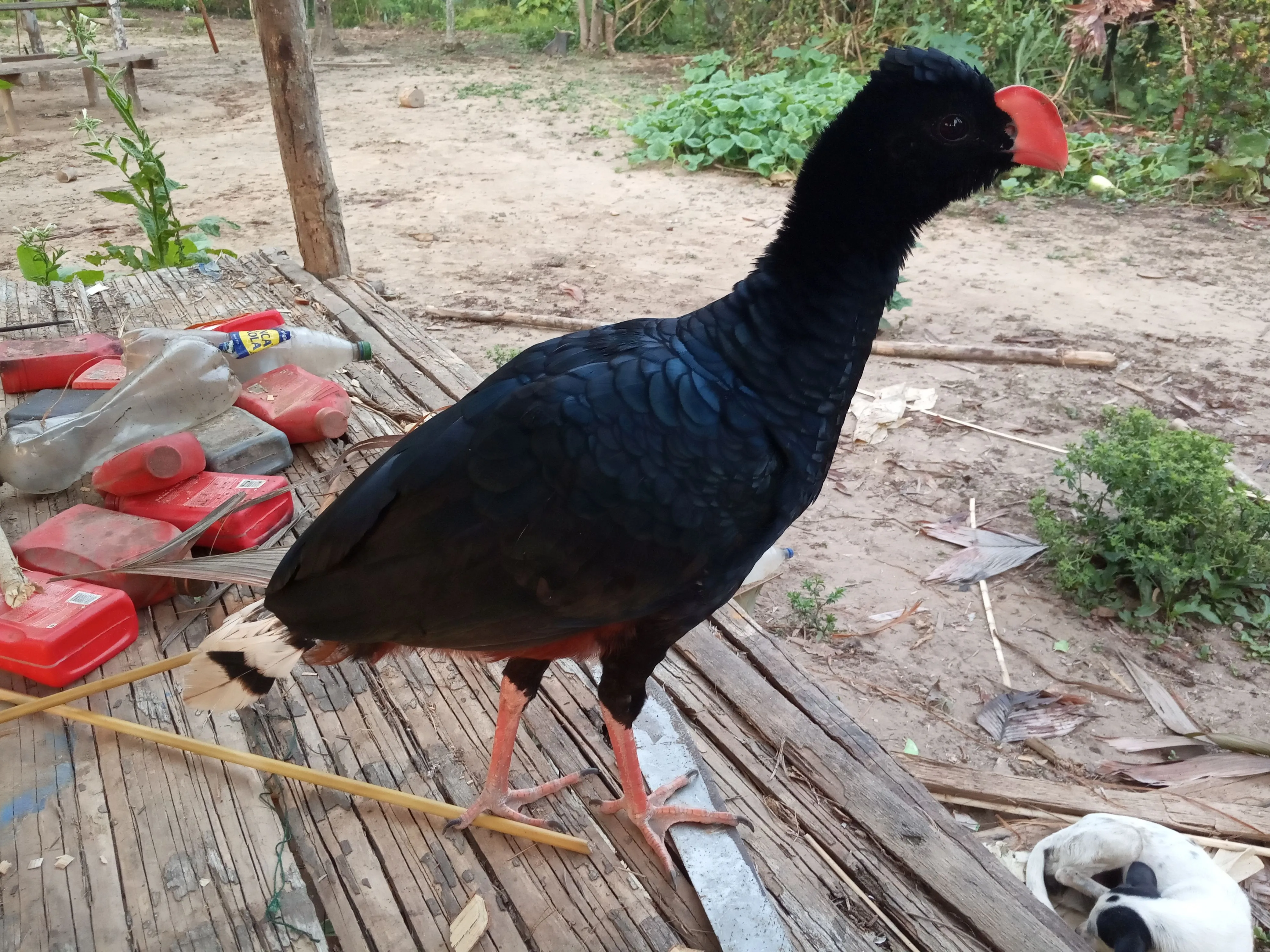 Tame razor-billed curassow (Mitu tuberosum), a pet of the inhabitants of Mañokiari on the middle Paquiría. Visible regrowth feathers recently pulled from a tail. The feathers were torn out so that hunters would not mistake the free-flying pet for a wild curassow and shoot it by mistake. Mañokiari, photo: Kacper Świerk