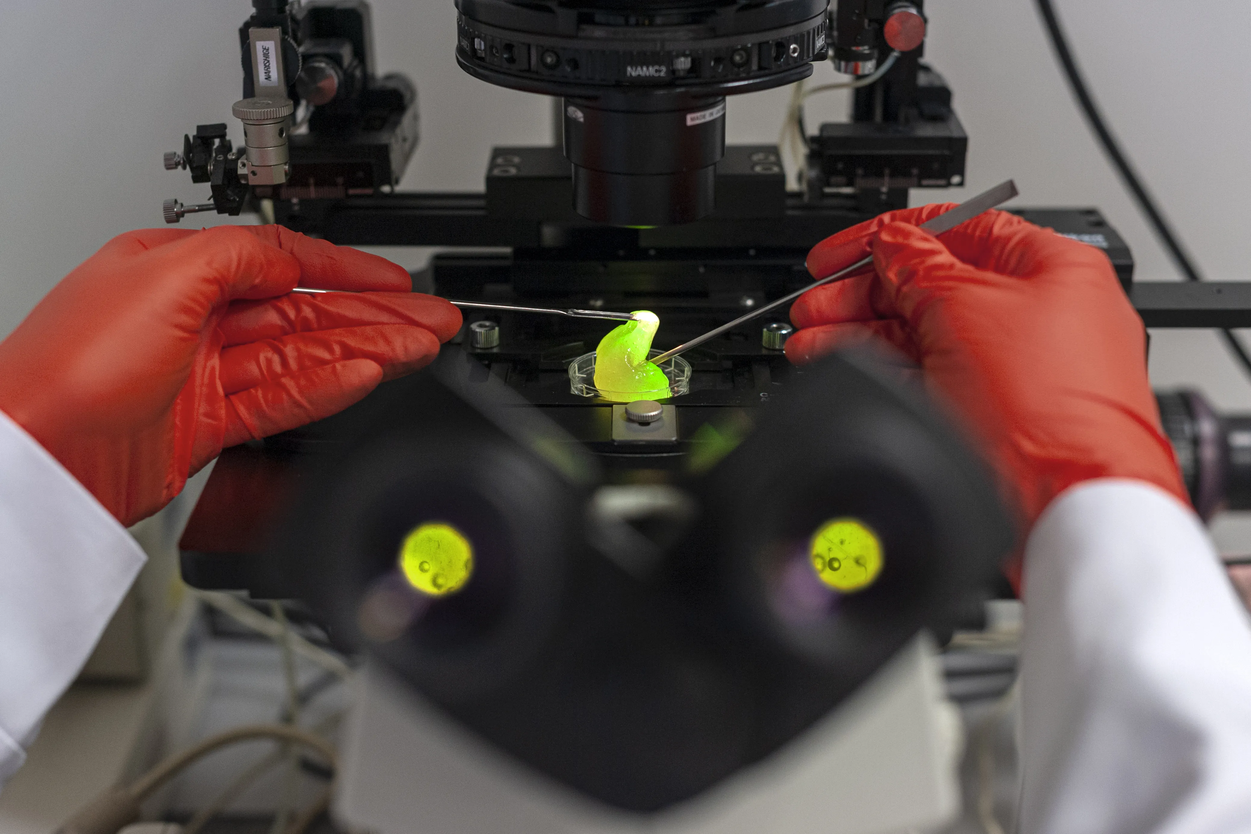 Controlling viscosity could destroy cancer or cure Alzheimer’s. (Source: IPC PAS, Grzegorz Krzyzewski)