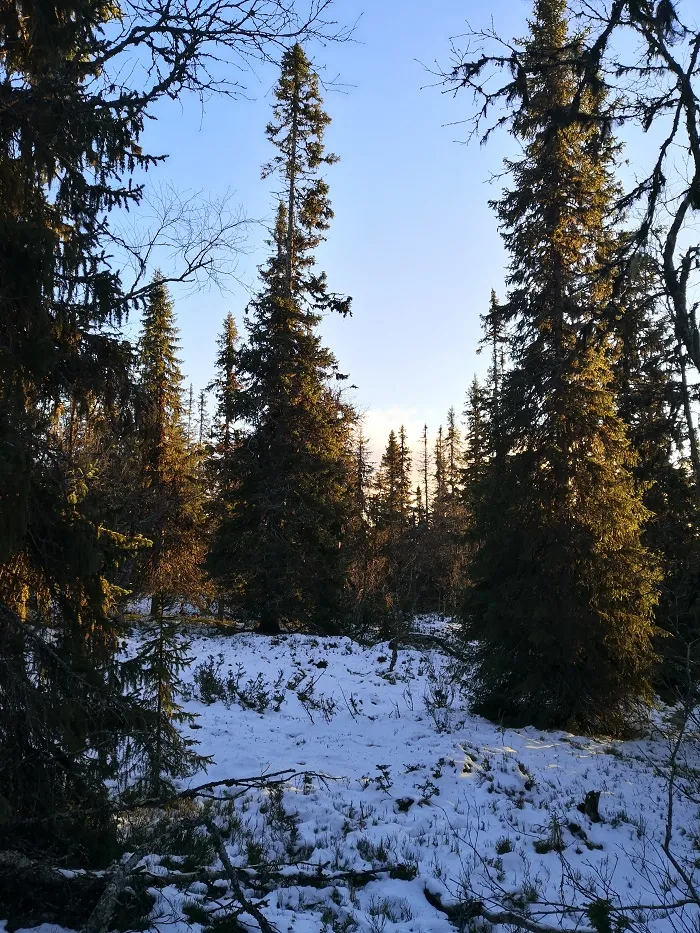 The Scandinavian Mountains Green Belt, credit: G. Mikusiński