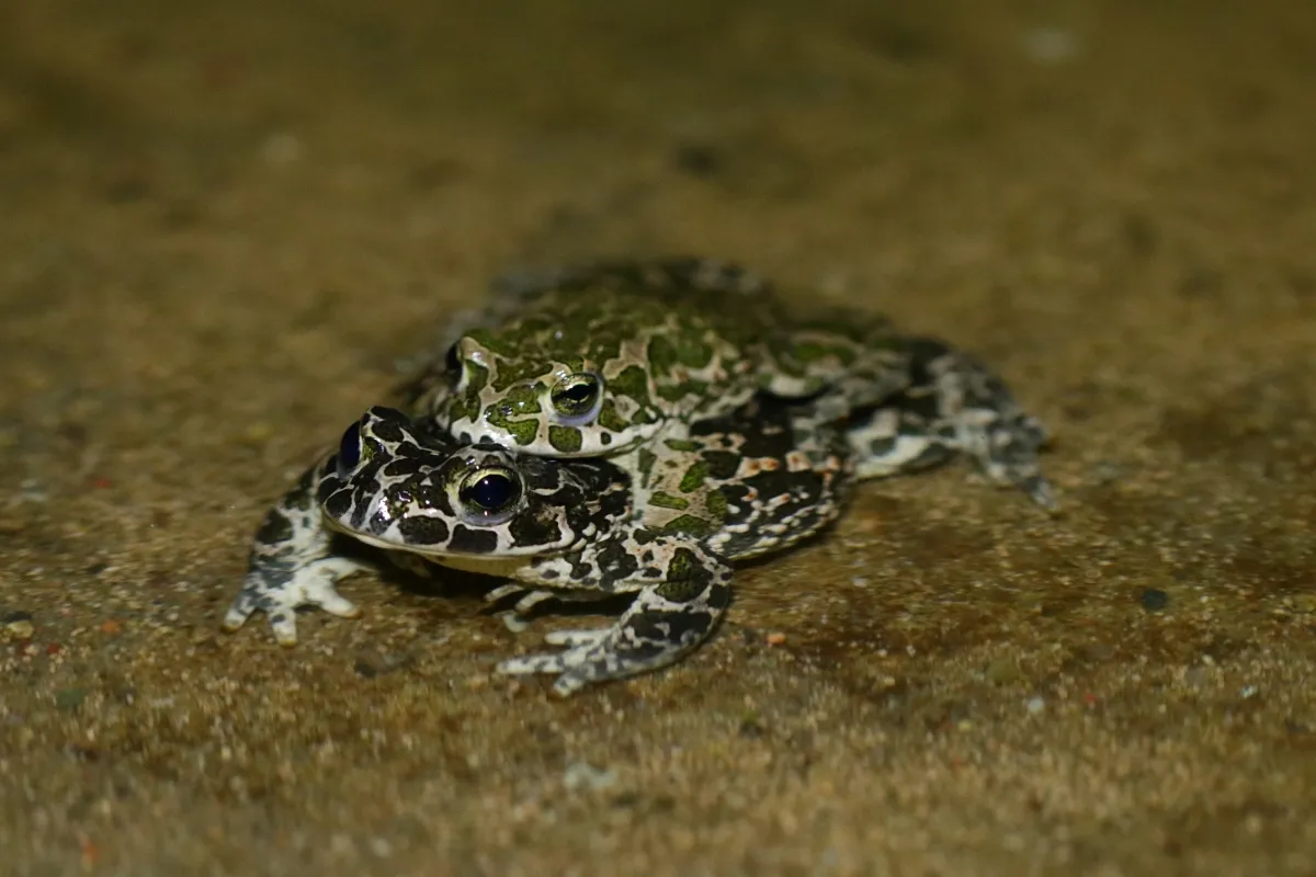 Foto: Anna Maria Kubicka, Katedra Zoologii UPP