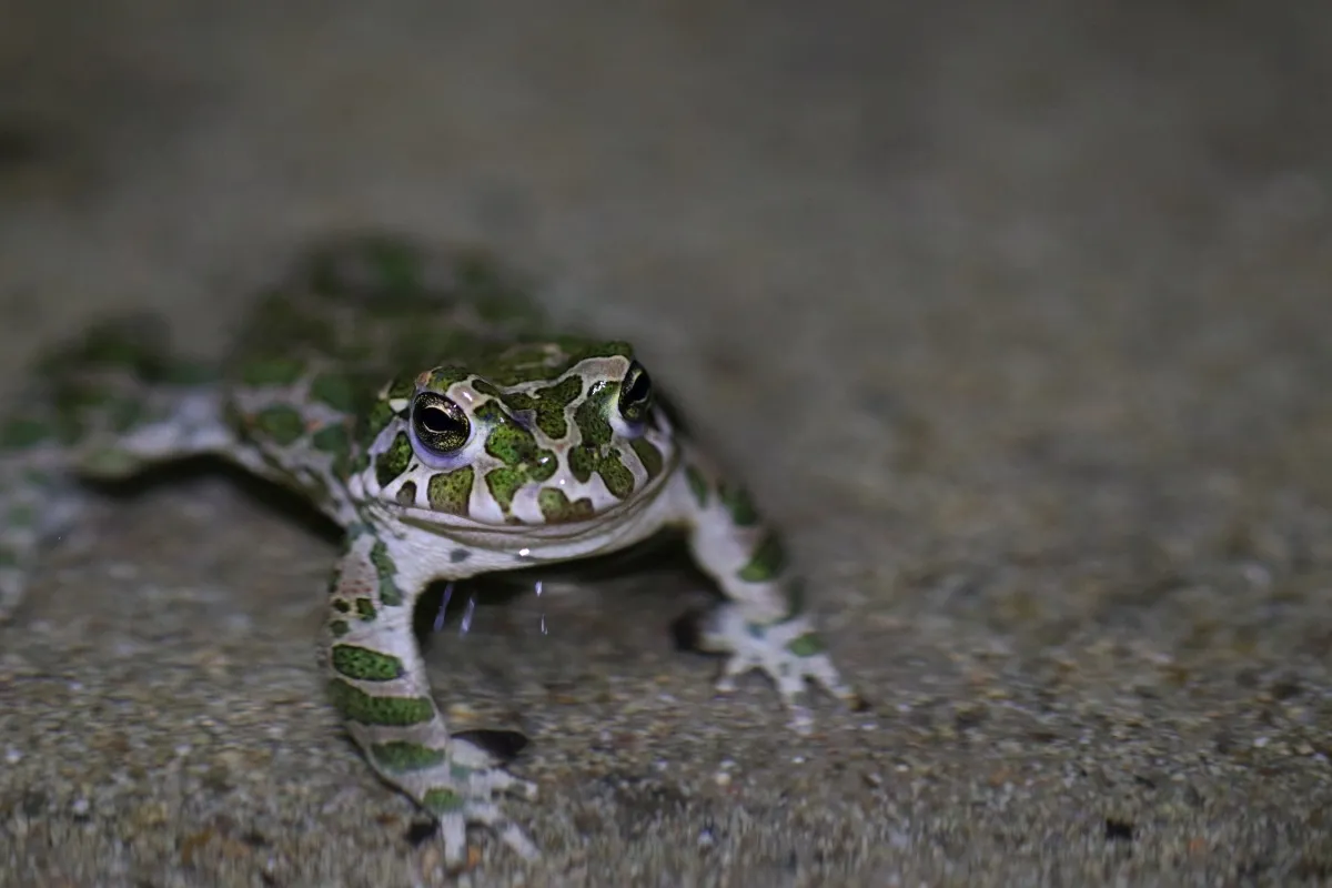 Foto: Anna Maria Kubicka, Katedra Zoologii UPP