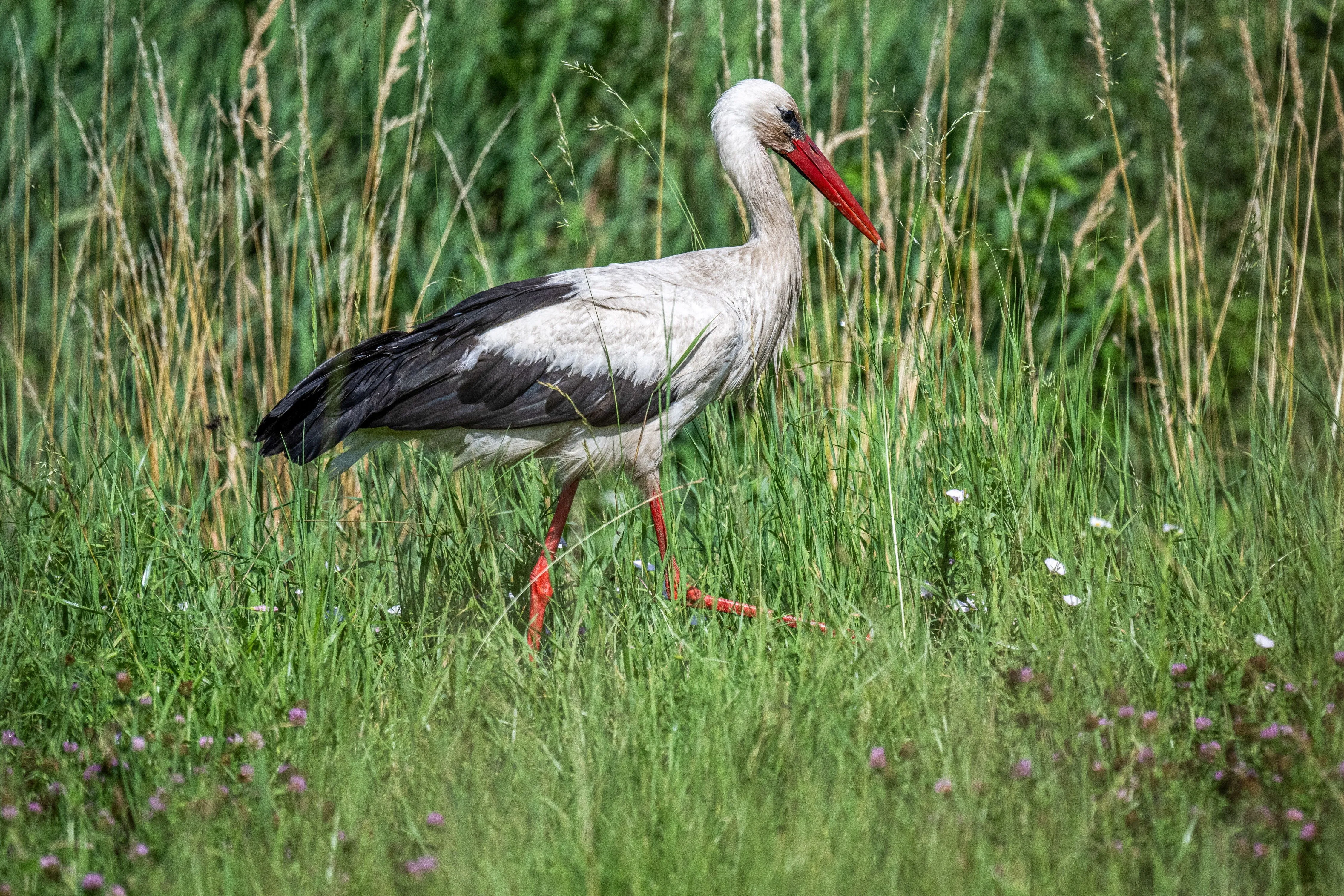 03.07.2024. Bocian biały (Ciconia ciconia). PAP/Darek Delmanowicz