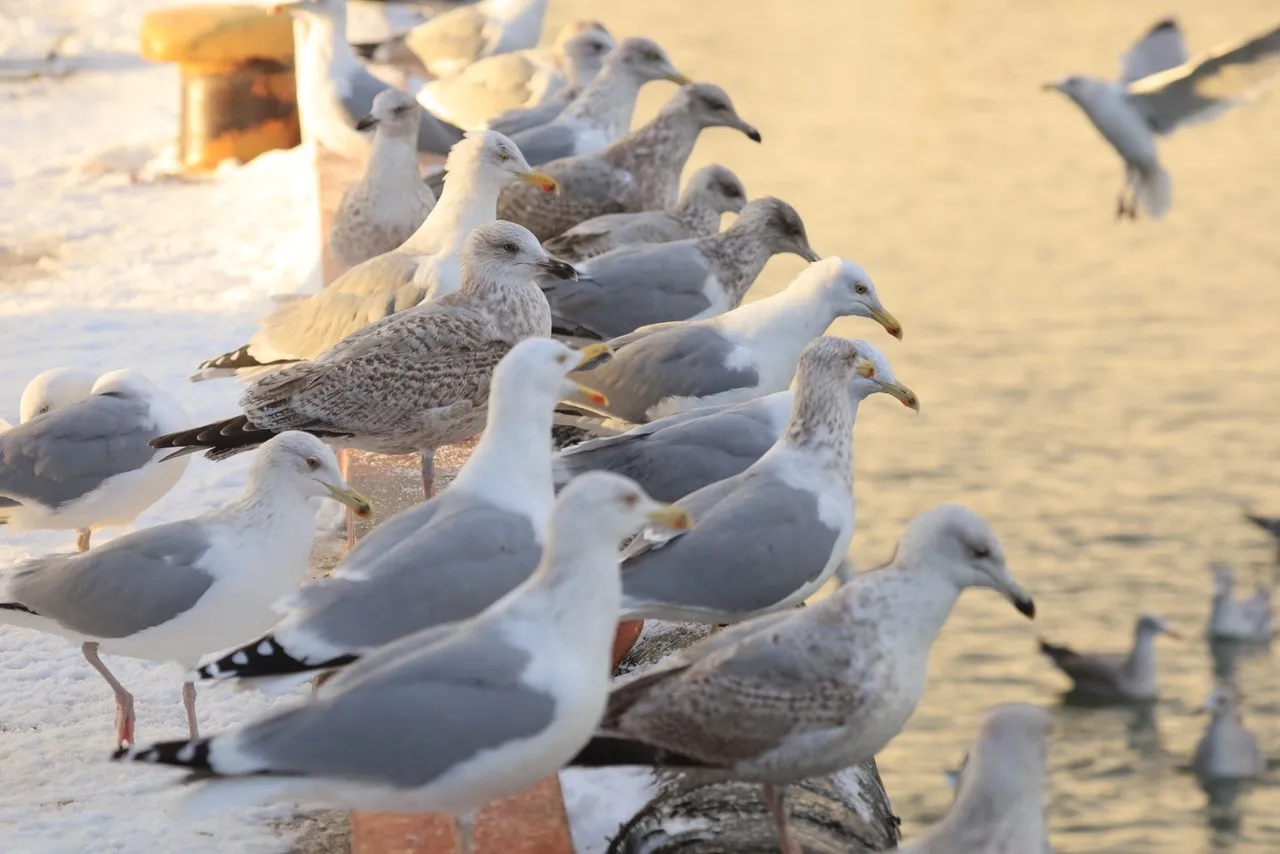 Gulls are sociable birds and in winter they often gather in large flocks, feeding in fishing ports. The photo shows European herring gulls in Władysławowo, January 2024. Credit: Grzegorz Neubauer