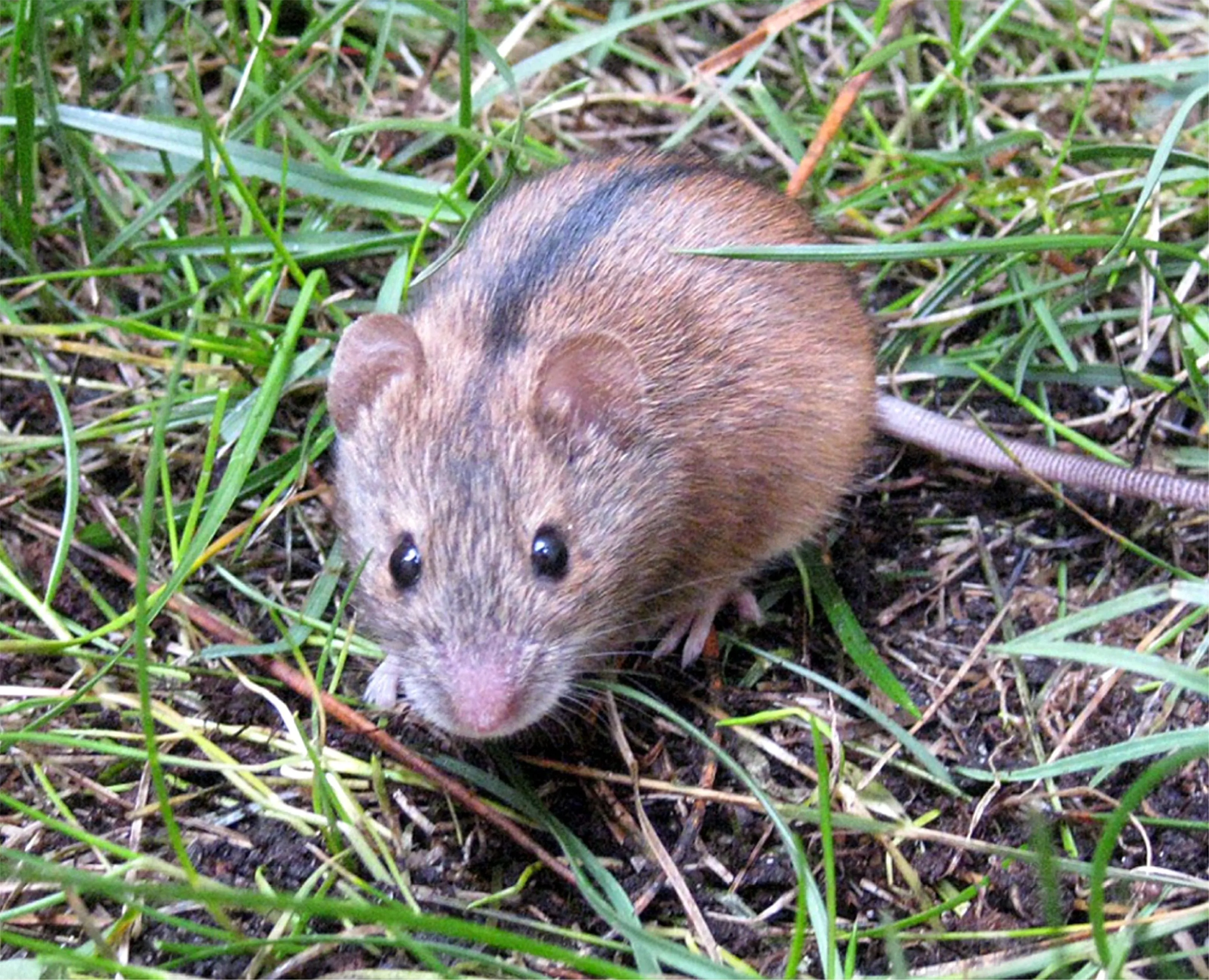 The striped field mouse. Credit: Rafał Stryjek