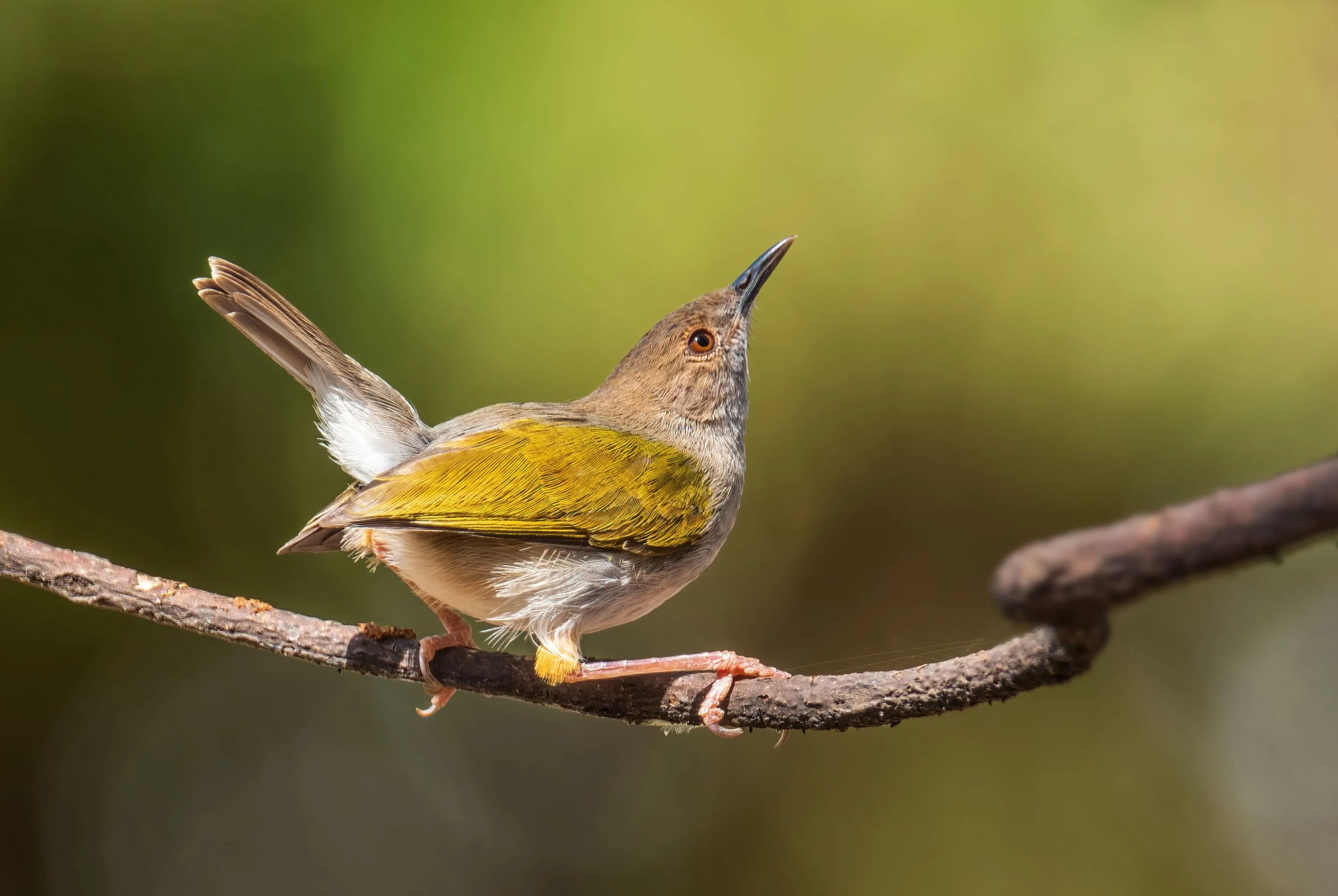 Green-backed camaroptera (Camaroptera brachyura). Credit: Adobe Stock