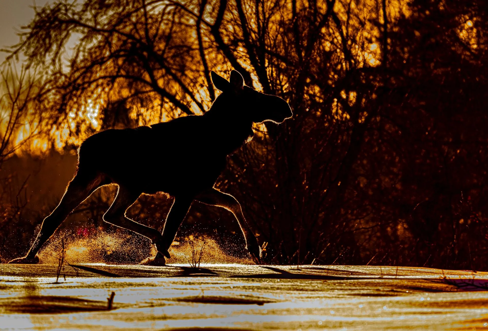 Photo: Rafał Kowalczyk