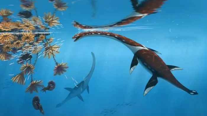 Plesionectes longicollum; credit: Peter Nickolaus