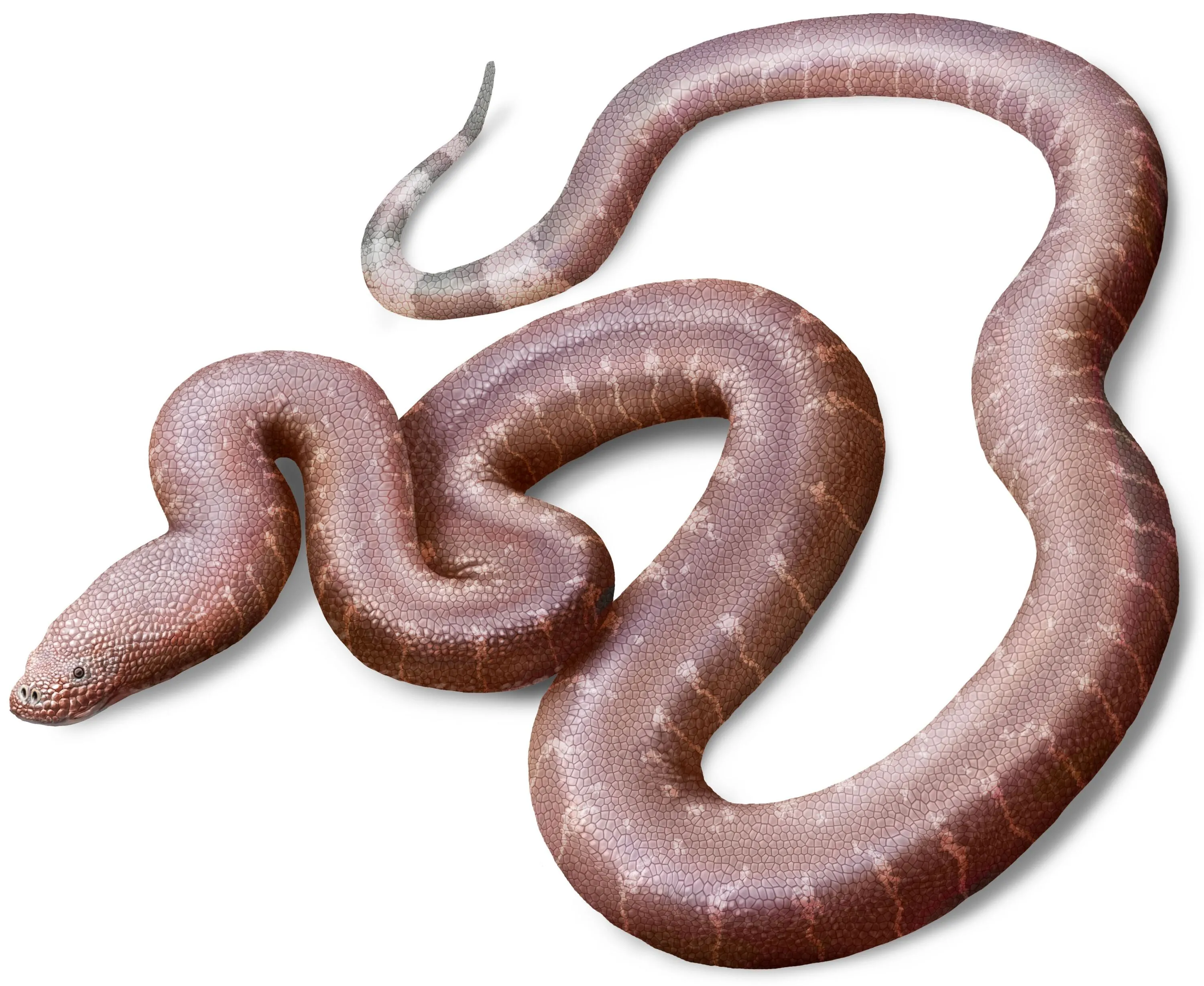 A reconstruction of the late Eocene (37 million years ago) fossil snake Paradoxophidion richardoweni from England. Image by Jaime Chirinos, from Georgios Georgalis' archive
