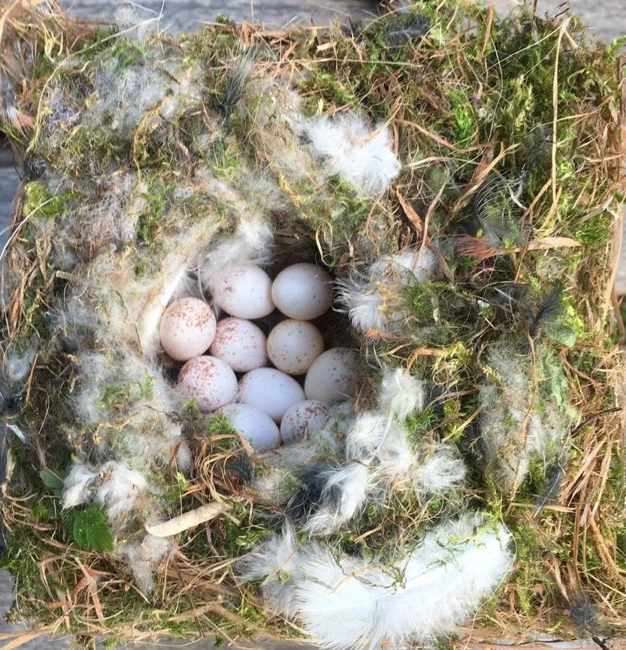 A nest of blue tits with eggs. Credit: Jerzy Bańbura