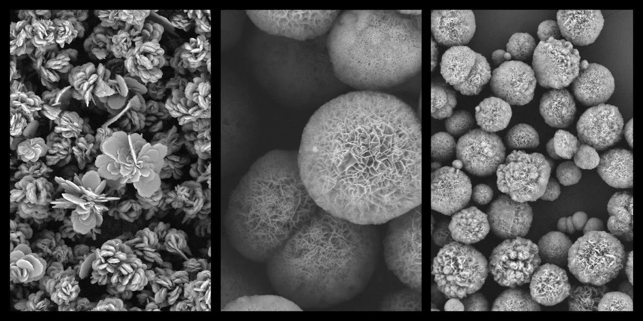 Electron microscope images show nanoflowers derived from various proteins. Credit: Kamila Sadowska, PhD, Institute of Biocybernetics and Biomedical Engineering, Polish Academy of Sciences
