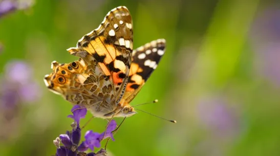 The painted lady (Vanessa cardui), Adobe Stock