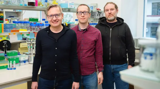 Professor Andrzej Dziembowski, IIMCB and the Faculty of Biology, University of Warsaw (left) Paweł S. Krawczyk, PhD, IIMCB, Seweryn Mroczek, PhD, Faculty of Biology, University of Warsaw, IIMCB. Credit: IIMCB