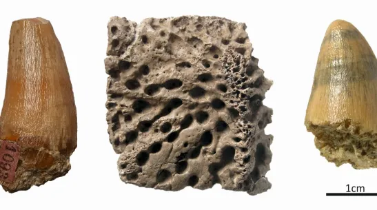 In the middle, a fragment of a crocodile skin plate found in the mine. On the right, a crocodile tooth from Pińczów, on the left - from Židlochovice in Czechia. Credit: Marcin Górka.