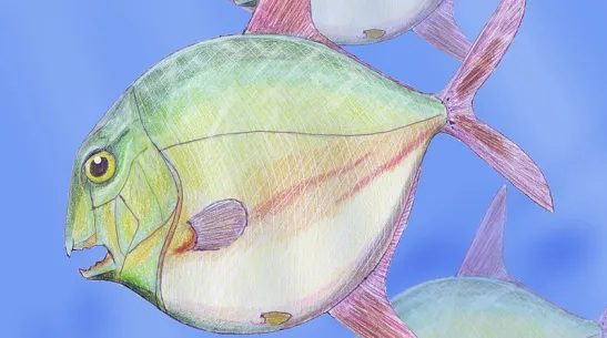 Reconstruction of a school of pycnodont fish by Dmitry Bogdanov. Photo from press release