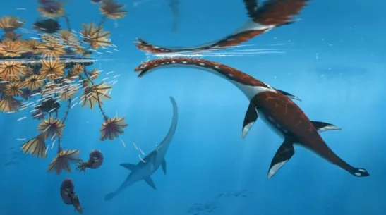 Plesionectes longicollum; credit: Peter Nickolaus