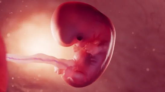 Illustration of an 8-week-old foetus, credit: Adobe Stock