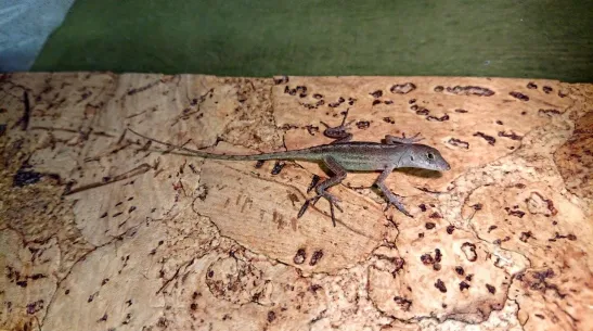 Brown anole (Anolis sagrei). Credit: Paweł Kaczmarek