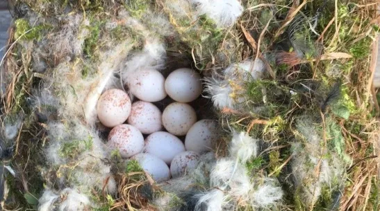 A nest of blue tits with eggs. Credit: Jerzy Bańbura