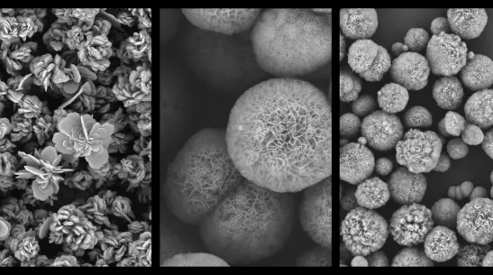 Electron microscope images show nanoflowers derived from various proteins. Credit: Kamila Sadowska, PhD, Institute of Biocybernetics and Biomedical Engineering, Polish Academy of Sciences