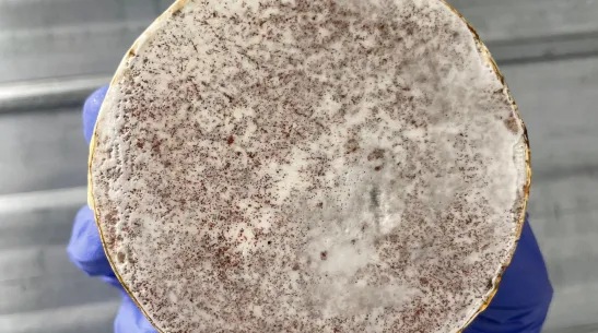 The surface of the mycelium-regolith composite during growth. Credit: M. Brandić Lipińska