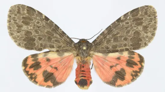 Olepa schleini, female. Butterfly reared from caterpillars collected in Mohéli in the Comoros. Credit: P. Skraba