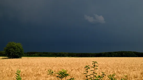01.07.2026. Storm clouds over the fields. PAP/Michał Zieliński