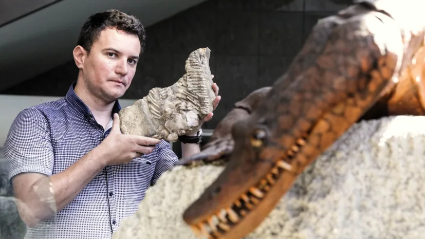 Paleontolog Dawid Surmik prezentuje na Uniwersytecie Śląskim fragment szkieletu proneustikozaura, morskiego gada sprzed 245 milionów lat odkrytego na przełomie XIX i XX wieku w Gogolinie. Fot. PAP/Dominik Gajda  07.06.2018