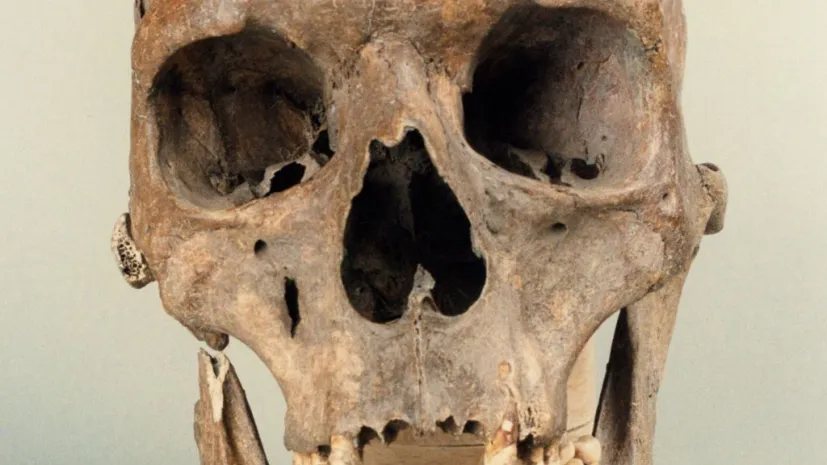 Czaszka gigantki z Ostrowa Lednickiego. Fot. M. Jóźwikowska