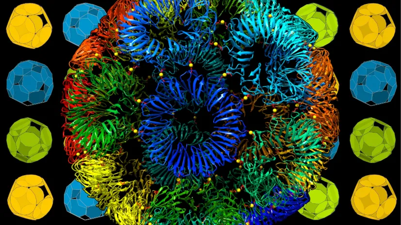 Model &quot;matematycznie niemożliwej&quot; białkowej złotej klatki o średnicy ok 22 nm. Klatka zbudowana jest z 24 11-kątnych pierścieni białkowych (na rysunku każdy w innym kolorze) połączonych jonami złota (żółte kulki). W tle modele innych niemożliwych brył, o których mowa w artykule w &quot;Nature&quot;. Fot: Heddle Lab, UJ