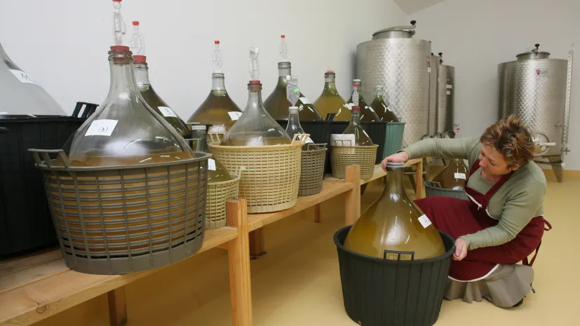 Łazy 2008-11-19. Winnica Uniwersytetu Jagiellońskiego w przeddzień święta Beaujolais Nouveau. W winnicy dojrzewa pierwsze wino &quot;Maius&quot;, którego produkcję rozpoczyna Uniwersytet. Nz: Elżbieta Kiszka. jb/soa PAP/Jacek Bednarczyk