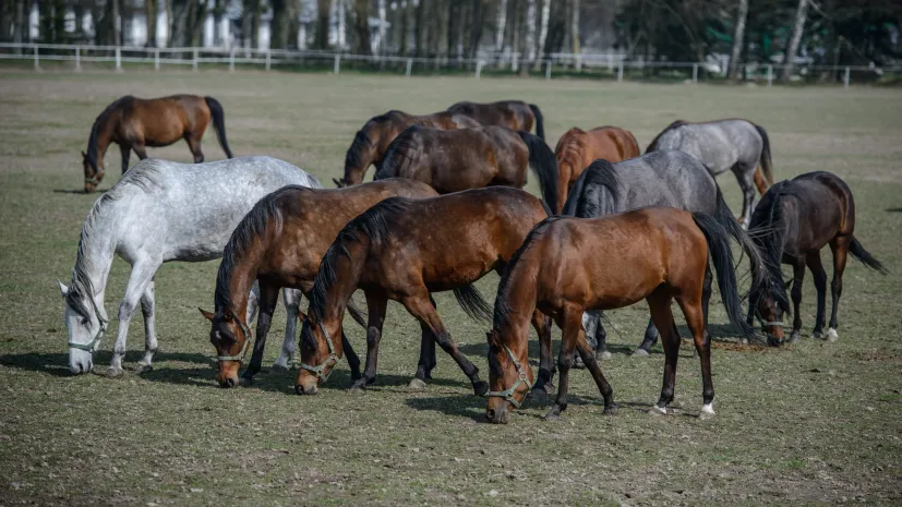 Janów Podlaski, 06.04.2016. Konie w stadninie w Janowie Podlaskim,  (wp/awol) PAP/Wojciech Pacewicz