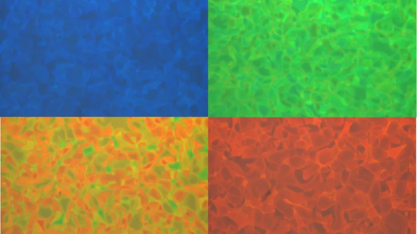 Źródło: dr Mateusz Mrukiewicz