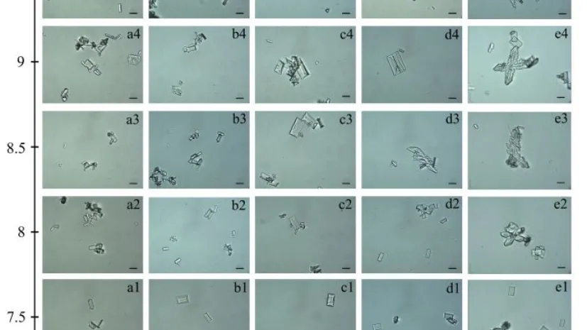 Wzrost kryształów struwitu w sztucznym moczu w zależności od zmian pH i stężenia kwasu fosforowego. Źródło: Mikołaj Skubisz et al. Scientific Reports https://doi.org/10.1038/s41598-022-18357-8