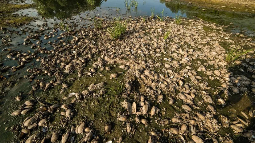 Bydgoszcz, 17.07.2015. Małże widoczne podczas niskiego stanu Wisły w Bydgoszczy. (mr) PAP/Tytus Żmijewski