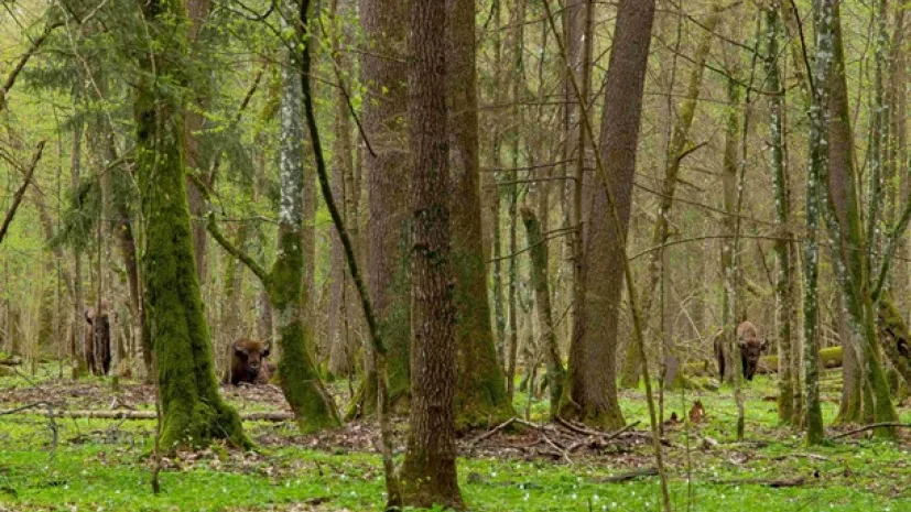 Puszcza Białowieska na pograniczu polsko-białoruskim charakteryzuje się wysokim bogactwem gatunkowym. Na tym obszarze zachował się prawie kompletny zespół ssaków charakterystyczny dla nizin środkowoeuropejskich. Obejmuje pięć gatunków kopytnych, w tym największą populację żubra (Bison bonasus) i dwa duże drapieżniki - wilka (Canis lupus) i rysia (Lynx lynx). Foto: Adam Wajrak.