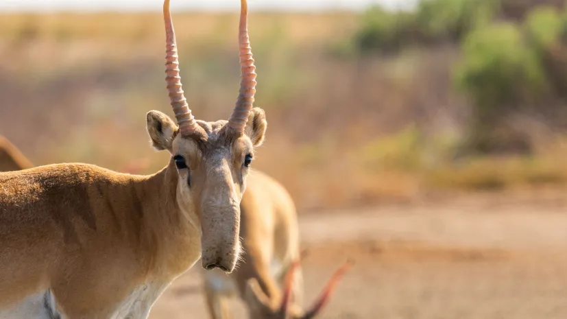 Suhak stepowy (Saiga tatarica). Fot. Adobe Stock