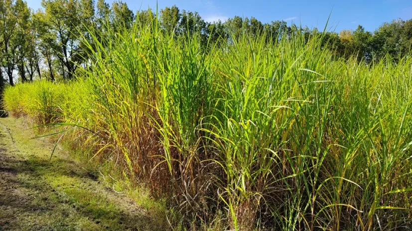 Giant miscanthus. Credit: J. Krzyżak