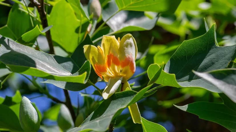 Liriodendron tulipifera. Credit: Adobe Stock