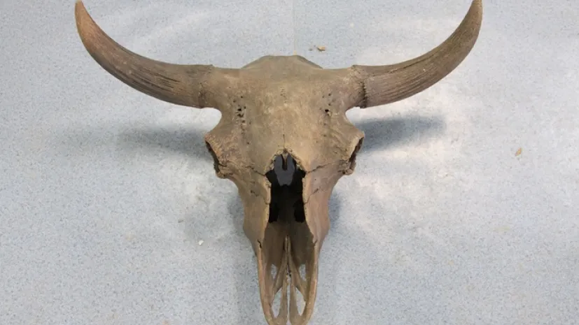 Steppe bison skull, Yakutia, Jakucja. Credit: Rafal Kowalczyk