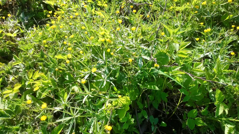 Amalasuntha buttercup near Darłowo. Credit: Dr. Adam T. Halamski from the Institute of Paleobiology of the Polish Academy of Sciences