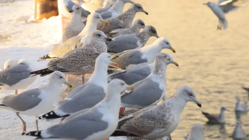 Gulls are sociable birds and in winter they often gather in large flocks, feeding in fishing ports. The photo shows European herring gulls in Władysławowo, January 2024. Credit: Grzegorz Neubauer