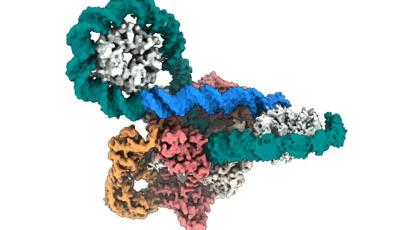 Credit: JU Małopolska Centre of Biotechnology/ Sohita Chakraborty