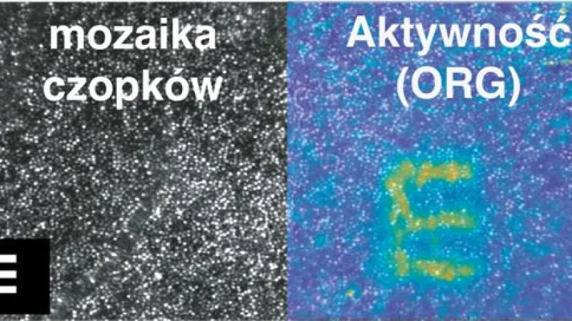 Obraz wyświetlany przed oczami jest widoczny w ruchu komórek światłoczułych na siatkówce. Źródło: M.Wojtkowski