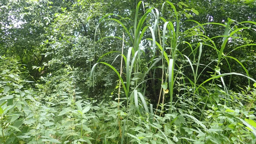 Stems of giant miscanthus over native vegetation in the bank zone of the Magierka stream. Credit: A. Bylak
