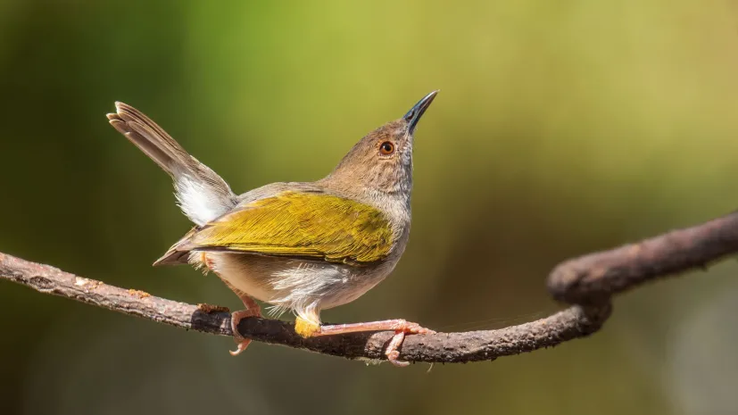 Beczak zielonogrzbiety (Camaroptera brachyura). Fot. Adobe Stock