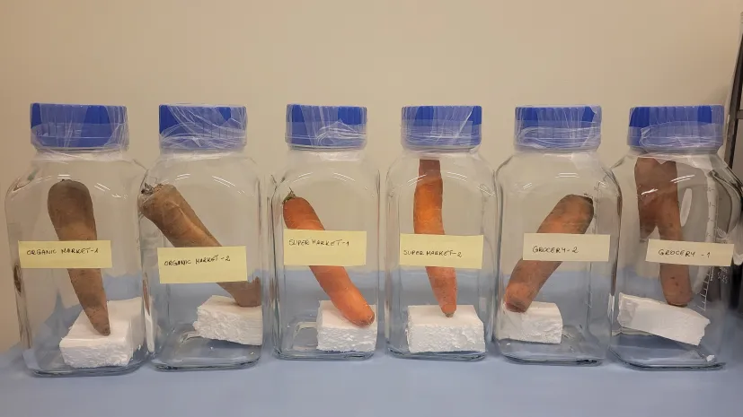 Sampling compounds released from a rotting carrot in a jar. Photo from Małgorzata Wesoły&#039;s private archive