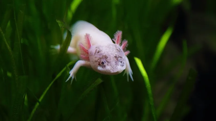 Aksolotl, Adobe Stock