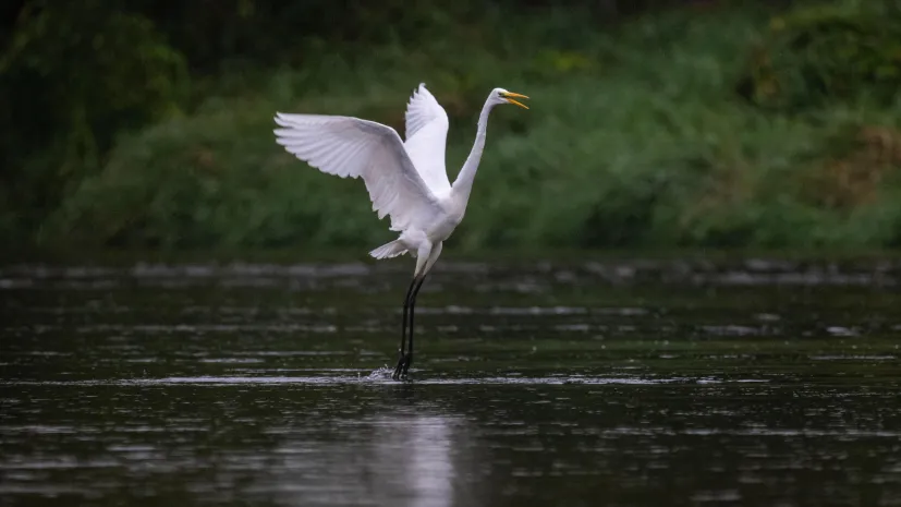14.09.2025. Czapla biała (Ardea alba). PAP/Darek Delmanowicz