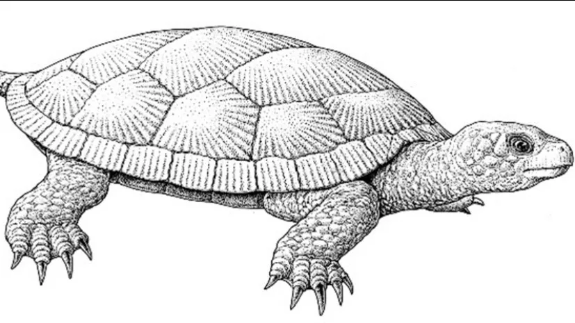 Reconstruction of the appearance of a Jurassic turtle from Krzyżanowice, by Bogusław Waksmundzki